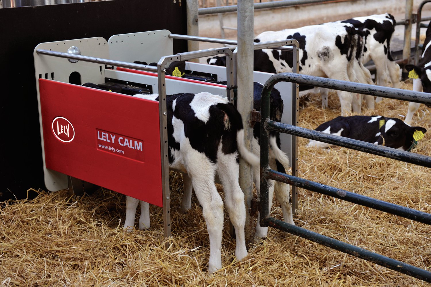 Lely Robots Enhance Cow Comfort & Flexibility at Arentsen Dairy